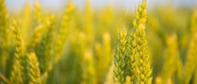 The Symptoms of Celiac Disease in Children and Teens