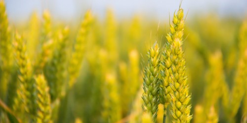 The Symptoms of Celiac Disease in Children and Teens