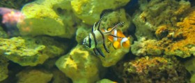 DNA From Other Creatures May Be Secret to Regeneration of Lost Limbs