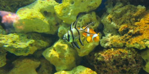 DNA From Other Creatures May Be Secret to Regeneration of Lost Limbs