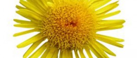 Pollen Allergy Treatment