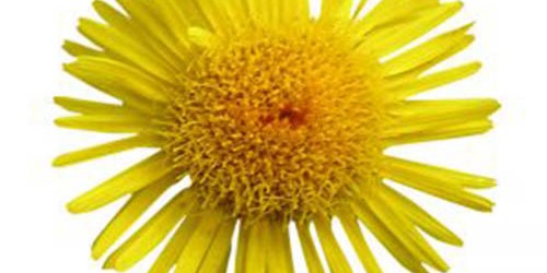 Pollen Allergy Treatment