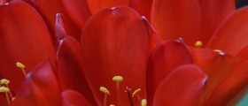 Five Faces Of Hemophilia