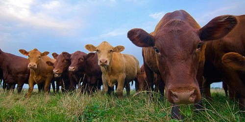 Supermarket Meat Contaminated With Antibiotic-Resistant Superbugs. Time To Panic?