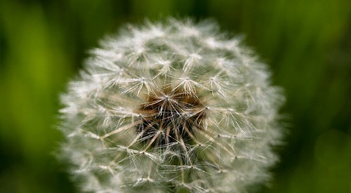 spring-allergy_crop.jpg