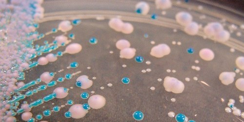 Help For Recurring Yeast Infections