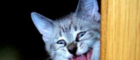 Laughter Is The Best Medicine: 6 Health Benefits Of Laughter