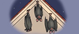 Bats And Deadly Viral Infections