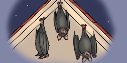 Bats And Deadly Viral Infections