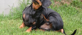 10 Tips To Protect Your Pet Against Fleas