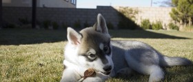 The Best Nutrition For Your Pet