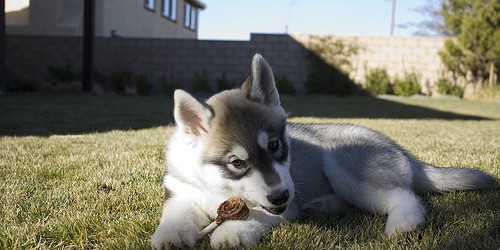 The Best Nutrition For Your Pet