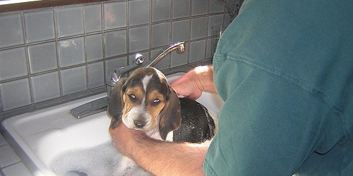 Help Your Puppy Adjust  – Top 10 Tips for Home Dog Training Tips