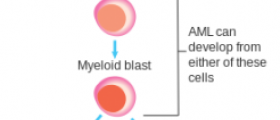 Acute myeloid leukaemia treatment