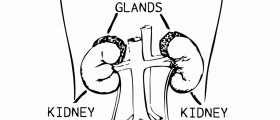 Adrenal gland disorders symptoms