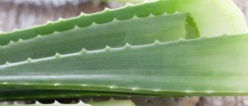 Health Benefits of Aloe Vera