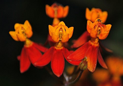 Slideshow picture