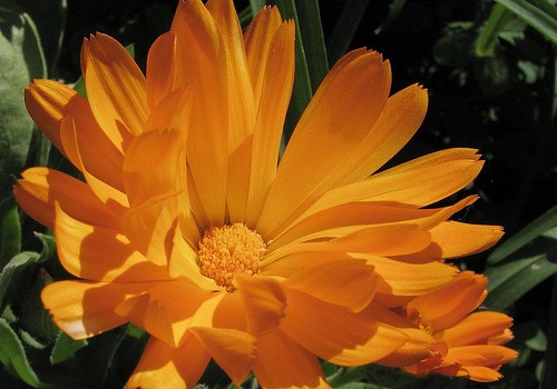 Slideshow picture