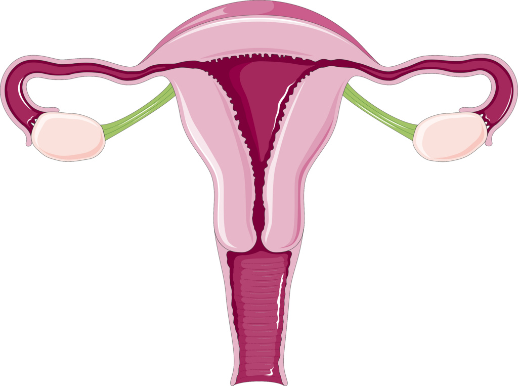 DIAGRAM] Diagram Of Uterus And Stomach FULL Version HD Quality And Stomach  - PDIAGRAMD.ANCORAWEB.IT