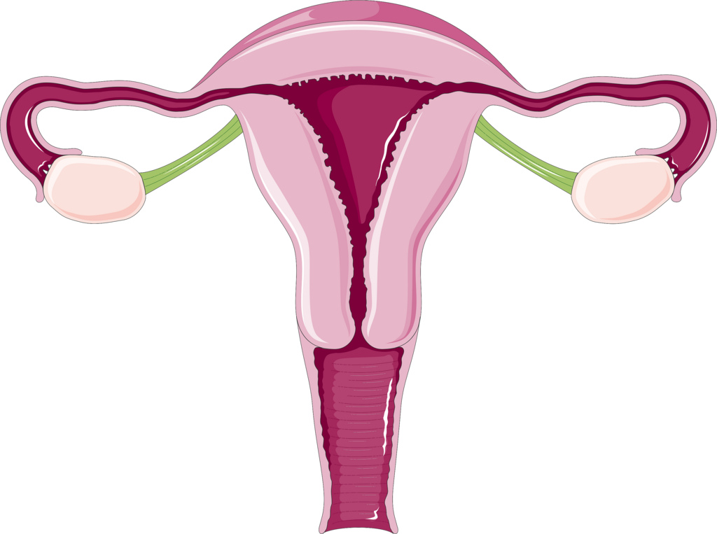 possible-causes-of-uterus-enlargement-women-s-health-articles