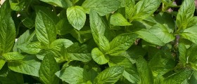 10 World's Most Beneficial Herbs