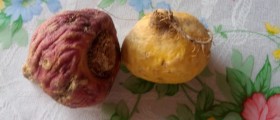 Maca root benefits
