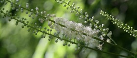No link between Black Cohosh and liver damage, new study says