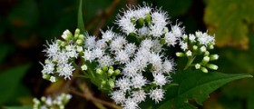 Medicinal herbs: natural healing herbs
