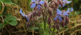 Borage oil for eczema
