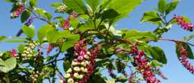 Poisonous herbs for constipation relief
