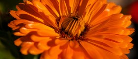 History and use of calendula