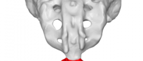 Bruised tailbone facts