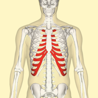 Costochondritis symptoms in women | Musculoskeletal Issues articles | Body & Health Conditions ...