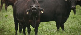 Cow egg study finds negative affect of obesity on embryos