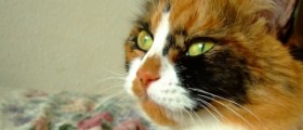 Tips in managing cat allergies