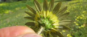 Wart removal home remedy