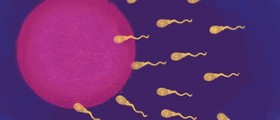Do twin IVF embryos "help each other"? Yes, a new study says