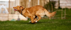 Back pain symptoms in dogs
