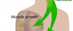 How to increase metabolism - HGH and its role in metabolism