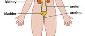 Excretory system diseases
