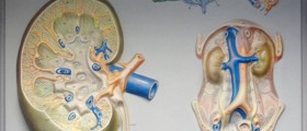 Urinary system functions