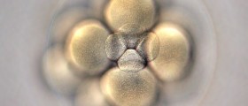 Dos and don'ts after an embryo transfer