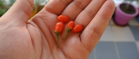 How to grow goji plants