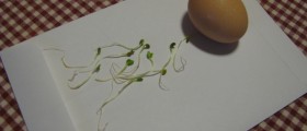 How long do sperm survive?