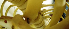 Degenerative discs are reversible