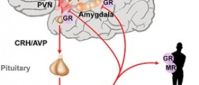Low and High Cortisol Levels Symptoms
