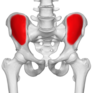 Chronic right iliac fossa pain | Musculoskeletal Issues articles | Body ...