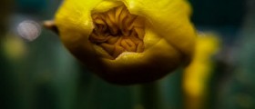 Single embryo IVF