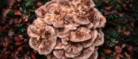 Maitake mushrooms - health and medicinal benefits