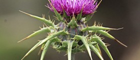 Milk thistle dosage